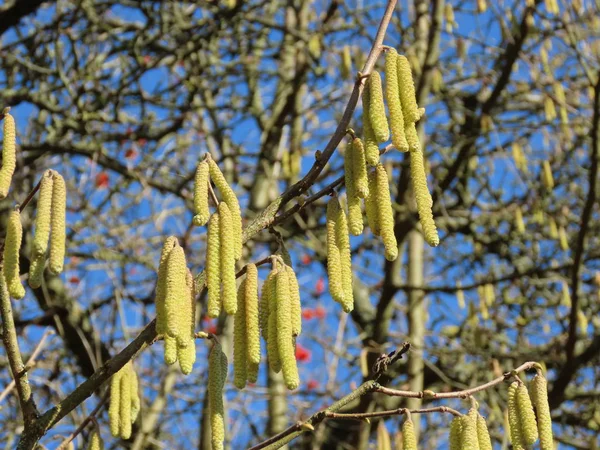 Avelã floração da árvore — Fotografia de Stock