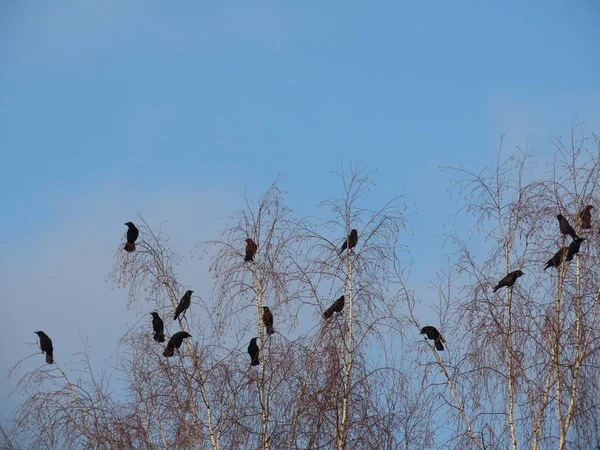 Cuervos en invierno —  Fotos de Stock