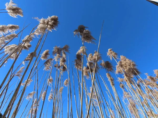 Sazlar ve mavi gökyüzü — Stok fotoğraf