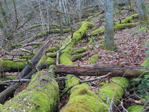 Fallen trees green moss — Stock Photo, Image