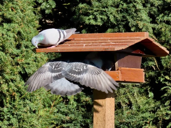 Pigeons at bird feeder — Stock Photo, Image