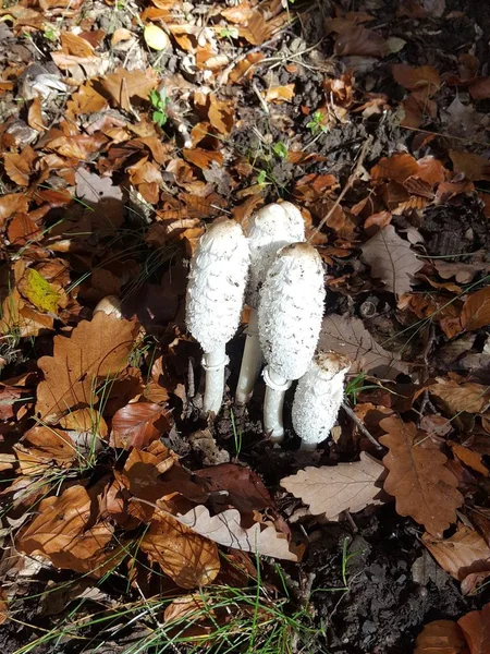 Shaggy ink cap — Stock Photo, Image