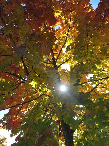 Sol genom lönn träd — Stockfoto