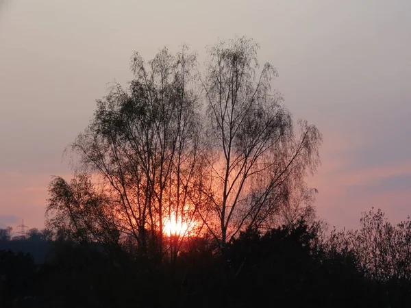 Puesta de sol a través de árboles sin hojas — Foto de Stock