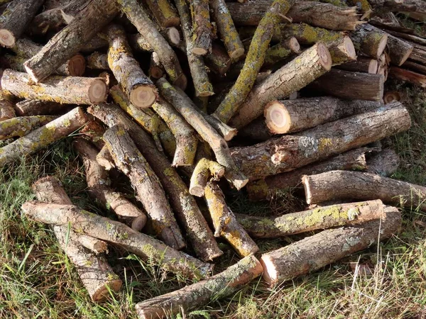 Fire wood from lilac — Stock Photo, Image