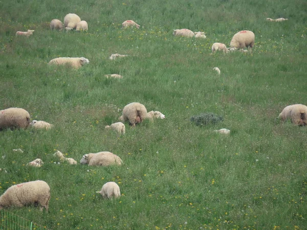 Sheep in green pasture — Stock Photo, Image