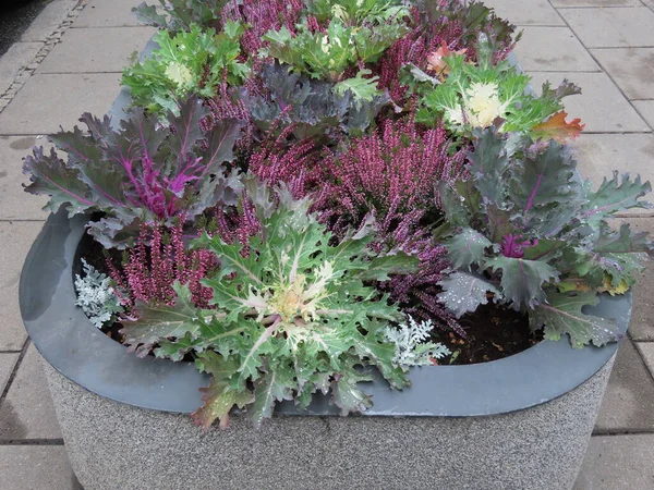 Süslü lahana ve Erica.