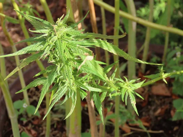Cannabisplantan utomhus — Stockfoto