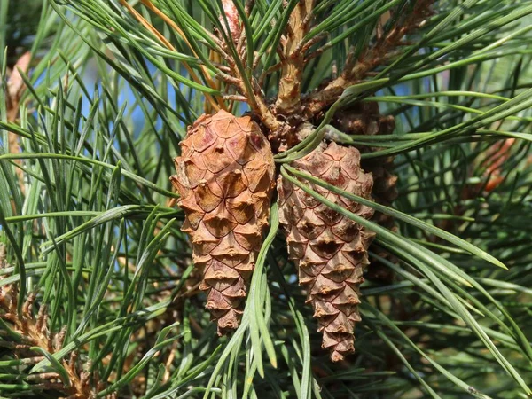 Cones de pinheiro duplo — Fotografia de Stock