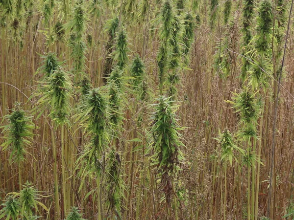 Cannabisplantan utomhus — Stockfoto