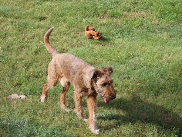 Hund läuft an Spielzeug vorbei — Stockfoto