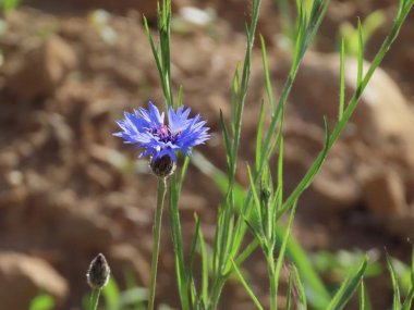 Tek mavi peygamber çiçeği