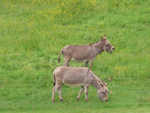 Deux ânes broutant — Photo