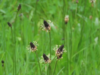 Pirzola, muz, çiçek.