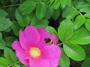 Kumsalda yaban arısı