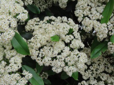 Tatlı viburnum çiçekleri
