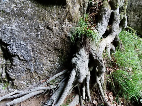 Racines d'arbres sur roche — Photo