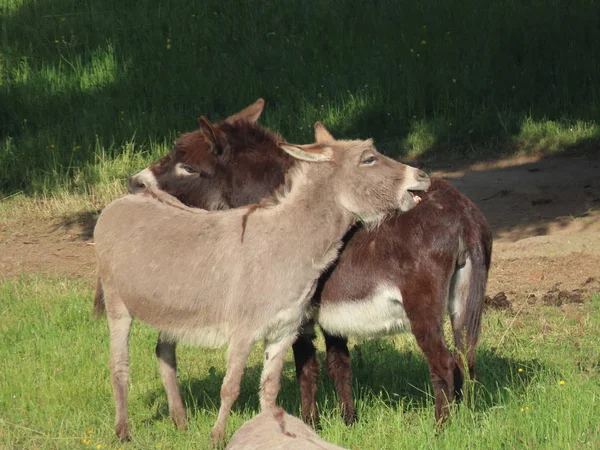 Dos burros acicalándose — Foto de Stock