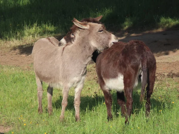 Dos burros acicalándose — Foto de Stock