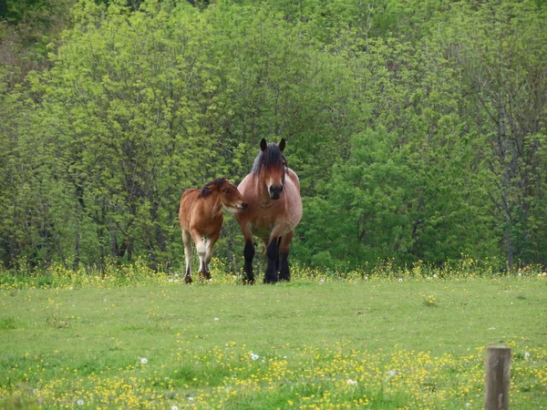 Defne kısrak ve Tay