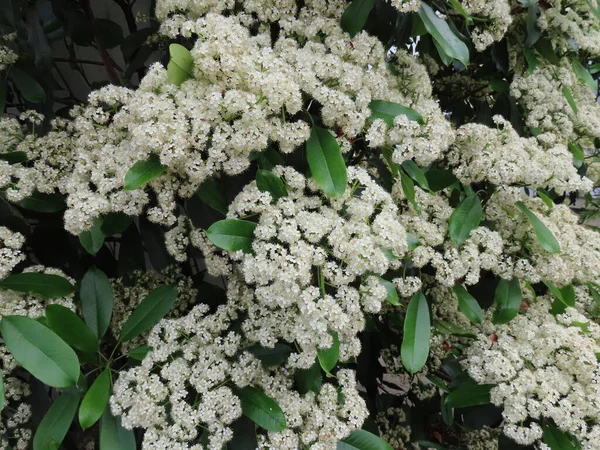 Tatlı viburnum çiçekleri