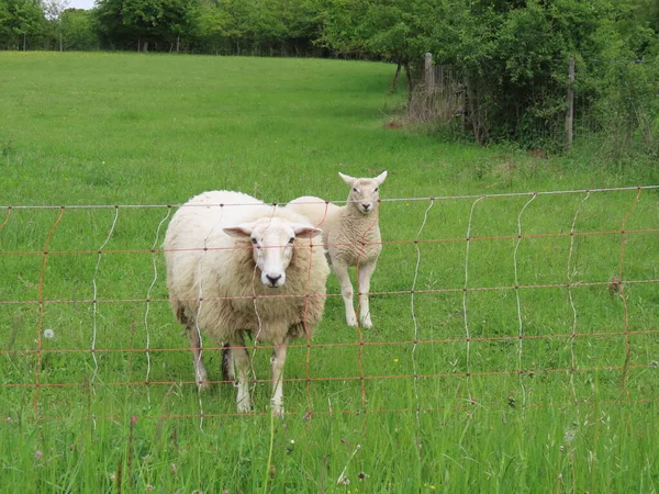 Mère moutons et agneau — Photo