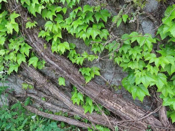 Old Boston ivy plant — Stock fotografie