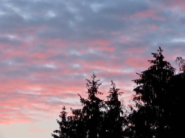 Firavun ağacı siluetleri 