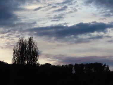 Kavak ağacı siluetleri 