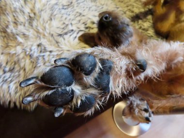 Köpek pençesi siyah pedler