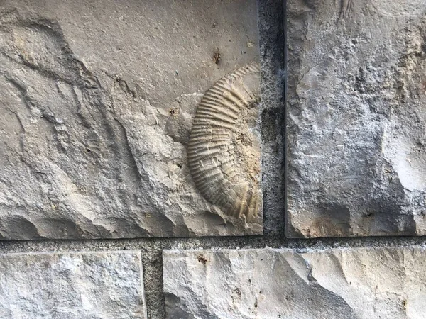 Fóssil de amonita na parede — Fotografia de Stock