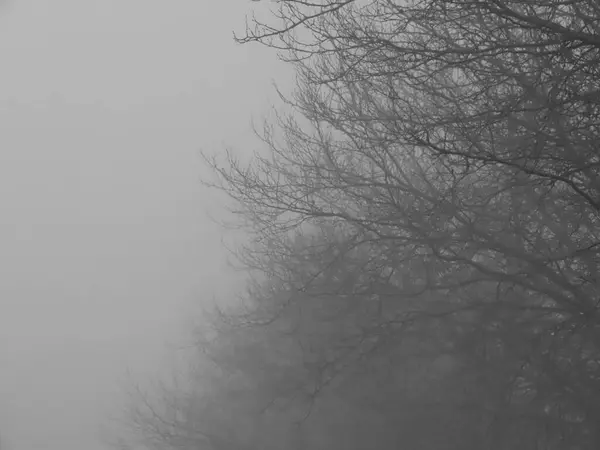 Brouillard sur les arbres nus — Photo