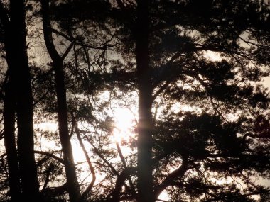 Kış günbatımı ve ağaçlar