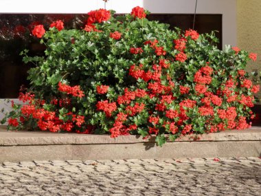 Kırmızı sardunya çiçekleri