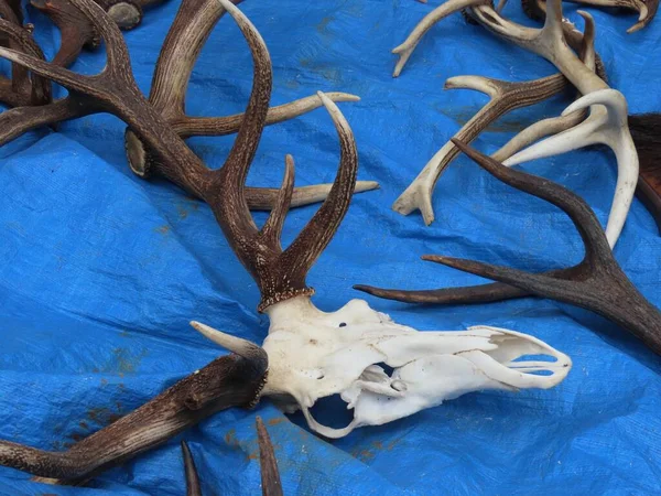 Geyik boynuzları ve kafatası