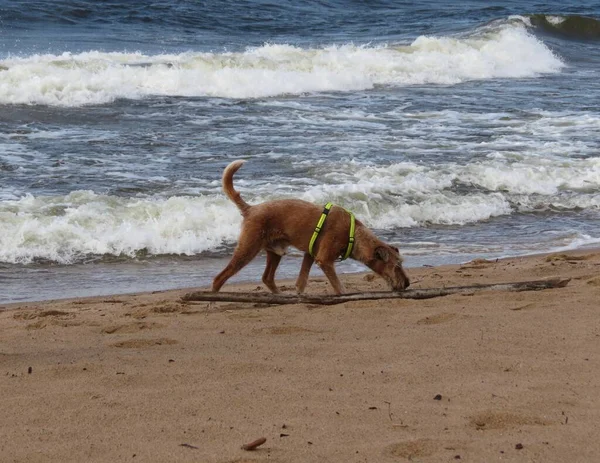 Hund am windigen Strand — Stockfoto