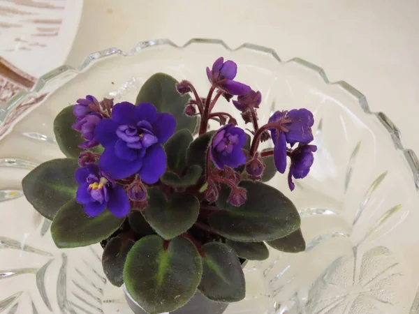 Kristal üzerinde Afrika menekşesi