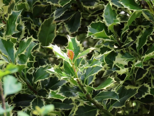 Holly leaves with white