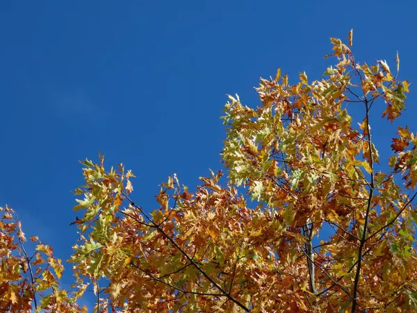Platanus in autumn — Stockfoto