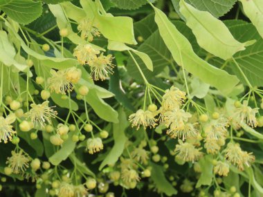 ıhlamur ağacı çiçekleri