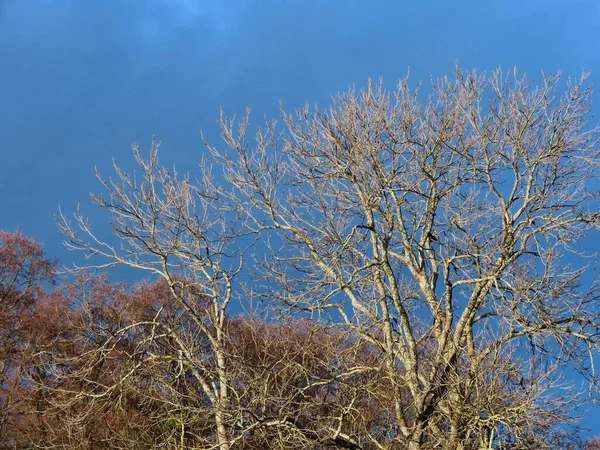 Árvores sem folhas no inverno — Fotografia de Stock