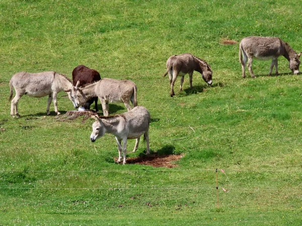 Donkeys in green pasture — Stock Photo, Image