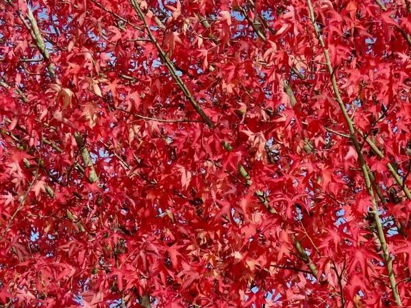 Höstens röda lönn — Stockfoto