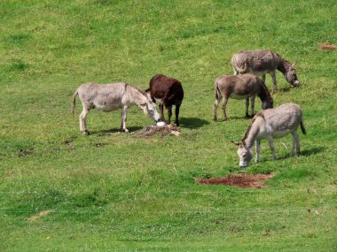 Donkeys in green pasture