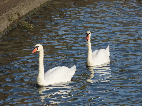Couple white swans — Stock Photo, Image