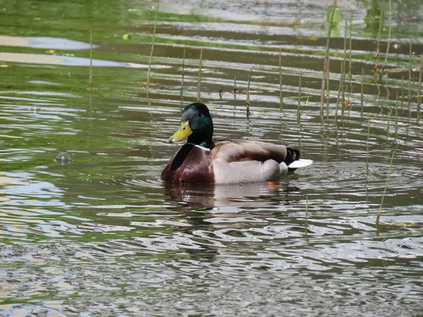 Canard colvert dans l'étang — Photo