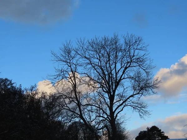 Árvores sem folhas no inverno — Fotografia de Stock
