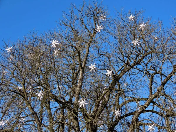 Estrelas brancas de Natal — Fotografia de Stock