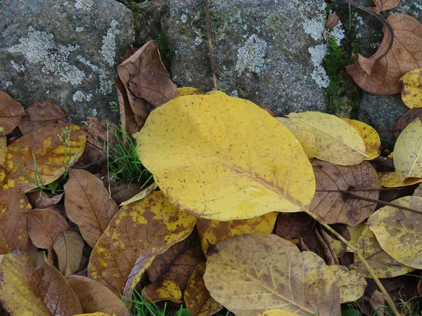 Ash tree leaves on ground — Stockfoto