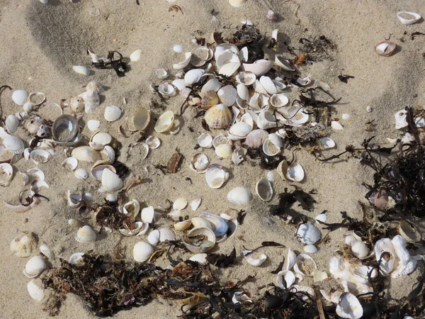 Sea shells and weeds — Stok fotoğraf